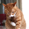 1PCS Pet Cat Toys Plush Sound Rattling Paper Cat Chewing Cute Toys Multicolor Puzzle Bite Resistant Teething Pet Interactive Toy - Image 4