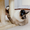Pawsh Comfort™ Wooden Cat Tower – Double Condos, Spacious Perch, Fully Wrapped Sisal Scratching Posts & Replaceable Dangling Balls - Image 34